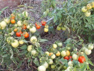Tomato Visibly-invisibly: description of the variety, photos, reviews