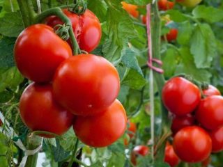 Tomato Spasskaya Tower: charakteristika a popis odrody