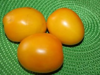 Tomato Golden Eggs: characteristics and description of the variety