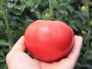 Tomato Gift for a woman: reviews, photos, yield