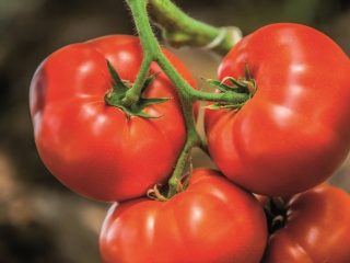 Tomato Beef Big: charakteristika a popis odrody