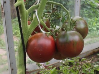 Tomato Gypsy: recenzie, fotografie, výnos