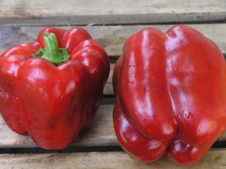 Pepper Claudio F1: charakteristika a opis odrody