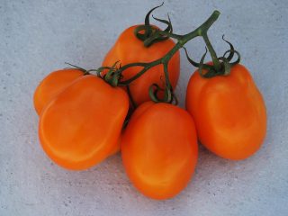 Tomate Southern Tan: opiniones, fotos, rendimiento.