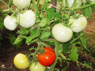 Tomato Snow Leopard: characteristics and description of the variety