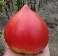 Tomato Japanese: charakteristika a opis odrody