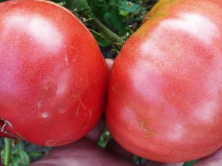 Tomato Titan: recenzie + fotky
