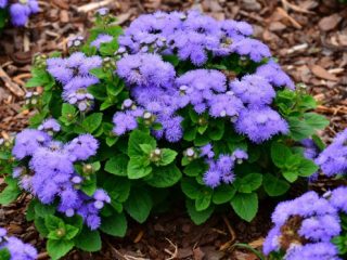 Når du skal så ageratum for frøplanter + bilde av blomster