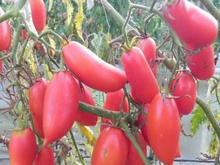 Tomato Scarlet Candles: characteristics and description of the variety