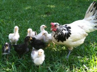 Pollos Lakenfelder