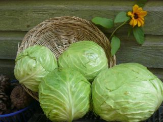 Varieties of early and ultra-early white cabbage