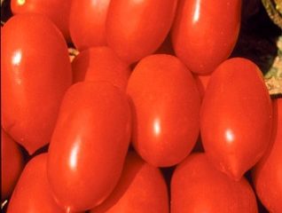 Tomate Kaspar: opiniones, fotos, rendimiento.