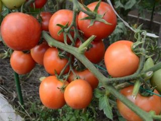 Tomate Nikola: opiniones + fotos.