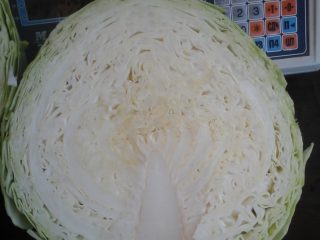Cabbage Tobia F1
