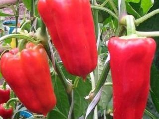 Pepper Health: recenzii, fotografii, randament