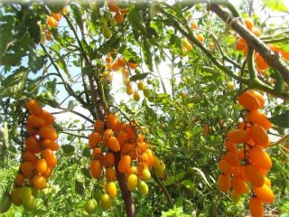 Tomato Golden Fleece: recenzie, fotografie