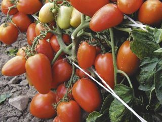 Tomato Valentina: reviews, photos, yield