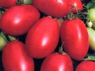 Tomato Countryman: recenzie, fotografie, výnos