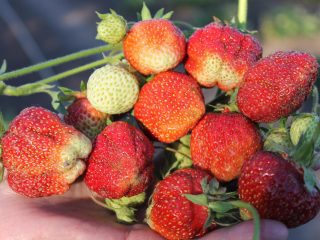 Strawberry Baby Elephant