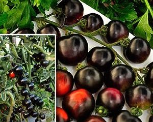 Tomato Black banda F1: recenzie + fotky