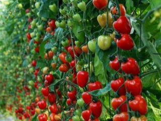 Tomato Strawberry tree: reviews, photos, yield