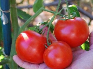 Tomato Morozko: charakteristika a opis odrody