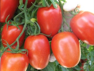 Tomato Roma: popis odrody, fotografie, recenzie