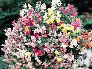 Ampelous snapdragon: varianter, planting og stell