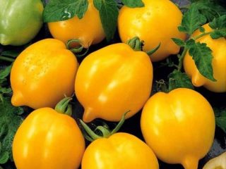 Tomate Wonder of the World: reseñas, fotos, rendimiento.