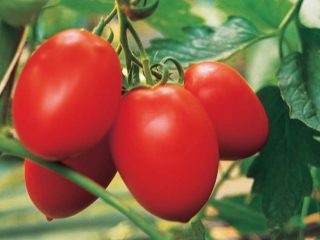 Tomato Benito F1: reviews, photos, yield