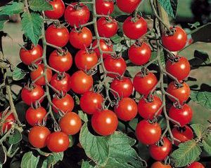 Tomato Country pochúťka