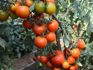 Tomato Far North: charakteristika a opis odrody