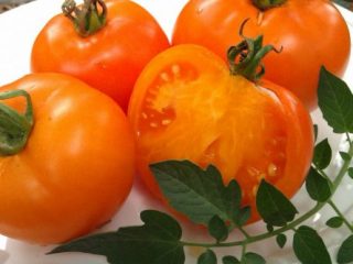 Tomato Orange Elephant: reviews, photos