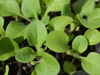 Plante blomsterfrøplanter i februar