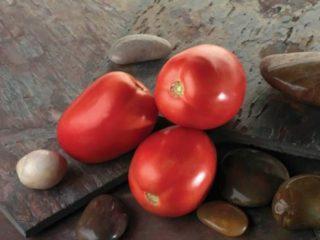 Tomato Diabolik F1: recenzie + fotky