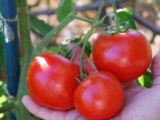 Tomato Doll F1: popis, fotografie, recenzie