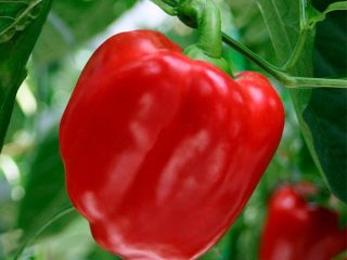 Pepper Jupiter F1
