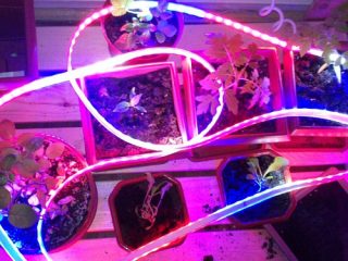 Do-it-yourself lighting of seedlings with LED strips