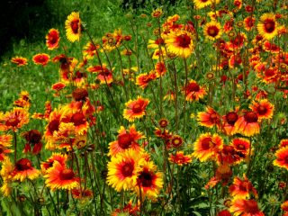 Gaillardia ročná - rastúca zo semien + foto