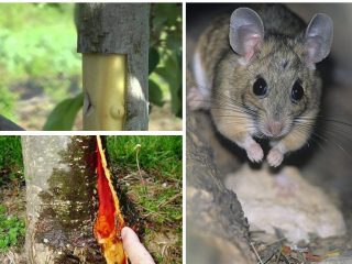 What to do if the bark of an apple tree is chewed by mice