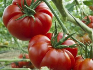 Tomato Marmande: charakteristika a opis odrody