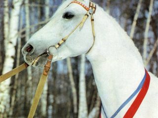 Rasa de cai Oryol