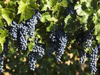 Uvas Cabernet Sauvignon