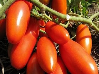 Gazpacho de tomate: opiniones, fotos, rendimiento.