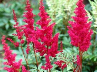 Astilbe Arendsa Fanal