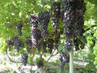 Uvas de Charlie