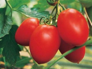 Tomato Palenca: characteristics and description of the variety