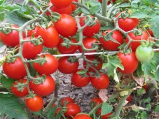 Tomato Thumbelina: recenzie, fotografie, výnos