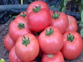 Tomato Tretyakovskiye: popis odrody, výnos