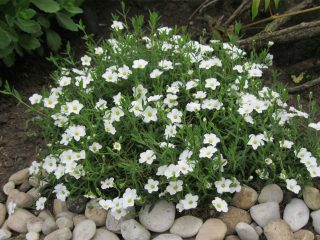 Gypsophila paniculata - growing from seeds